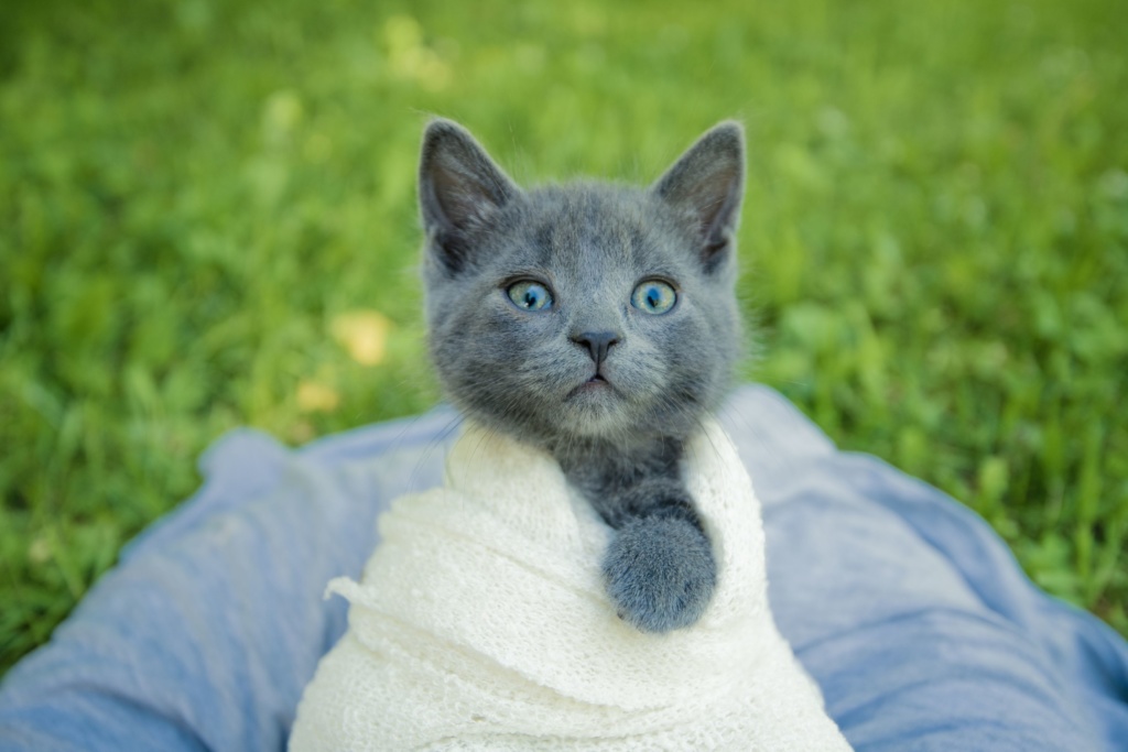 Kittens-34 (1)