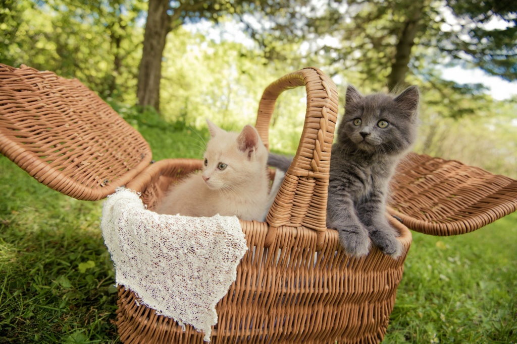 Kittens-48 (1)