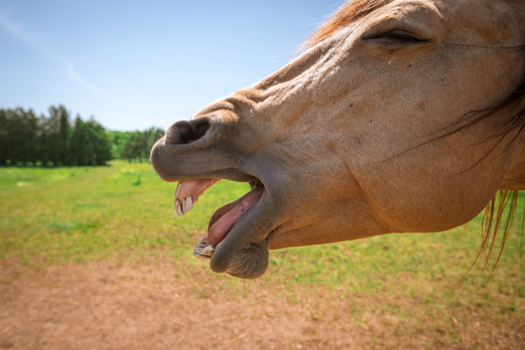 Street Horses-53 (1)